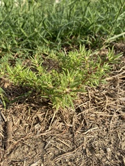 Portulaca pilosa
