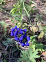Gentianeae