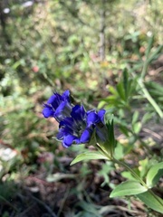 Gentianeae