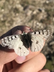 Parnassius smintheus