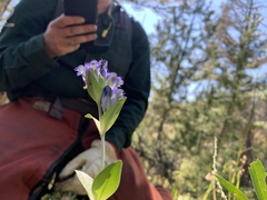 Gentianeae