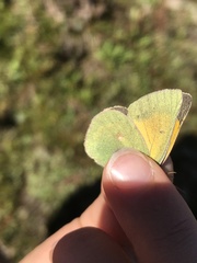 Colias meadii
