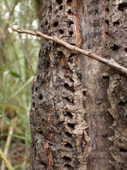 Sphyrapicus ruber