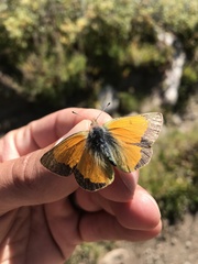 Colias meadii