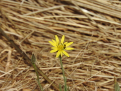 Tragopogon longifolius