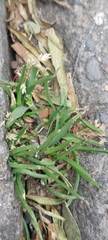 Poa annua