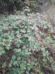 Rubus procerus
