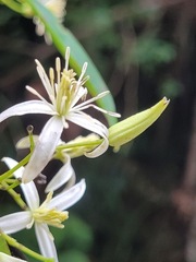 Clematis uncinata