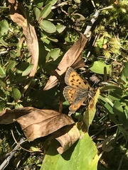 Tharsalea dorcas sangremar