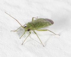 Orthotylus flavosparsus