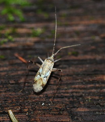 Heteroptera