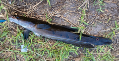 Channa aurolineata