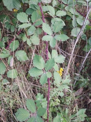 Rubus procerus