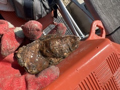 Botrylloides violaceus