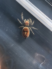 Phidippus apacheanus
