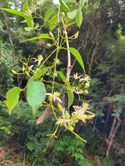 Clematis uncinata