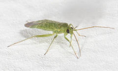 Orthotylus flavosparsus