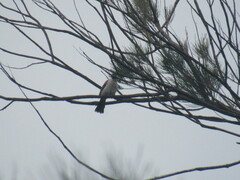 Pycnonotus aurigaster