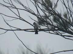 Pycnonotus aurigaster