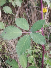 Rubus procerus