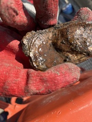 Botryllus schlosseri