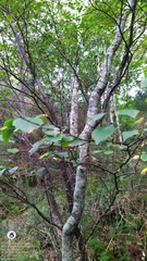 Betula pubescens