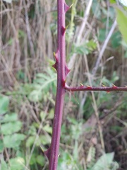 Rubus procerus