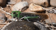 Locusta migratoria