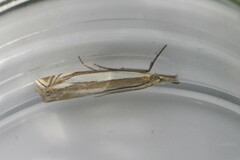 Crambus pascuella