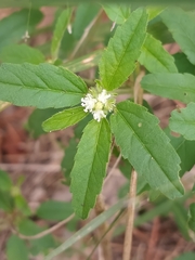 Croton glandulosus septentrionalis