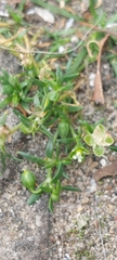 Sagina procumbens