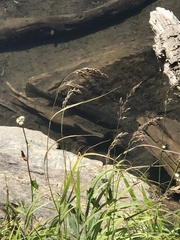 Oncorhynchus clarkii