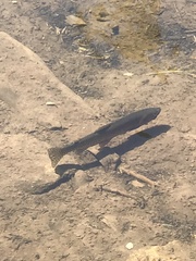 Oncorhynchus clarkii