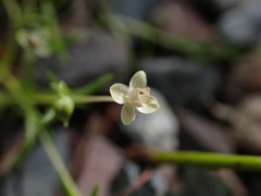 Sagina procumbens