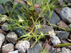 Sagina procumbens