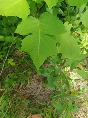 Polymnia canadensis