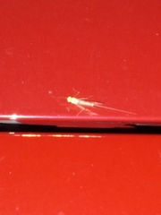 Stenacron interpunctatum