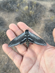 Sphinx perelegans