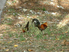Gallus gallus domesticus