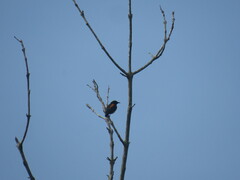 Dicaeum trigonostigma