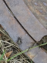 Allonemobius maculatus