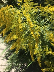 Solidago missouriensis