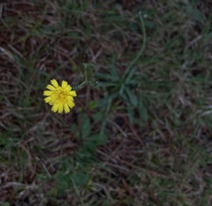 Pilosella piloselloides