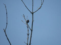 Dicaeum trigonostigma