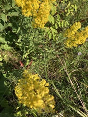 Solidago speciosa