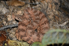 Crotalus tigris