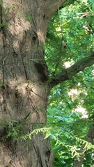 Setophaga caerulescens