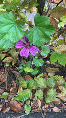Malva sylvestris