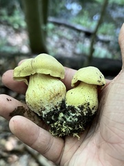 Tricholoma equestre
