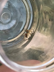 Phidippus apacheanus